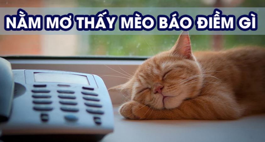 Giải mã điềm báo mơ thấy mèo Giai ma diem bao mo thay meo