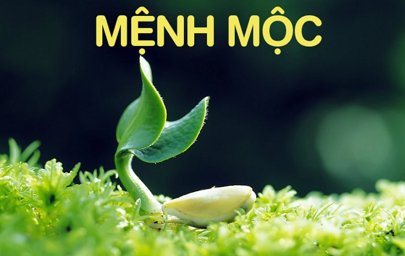 Huong dan chon sim hop menh moc