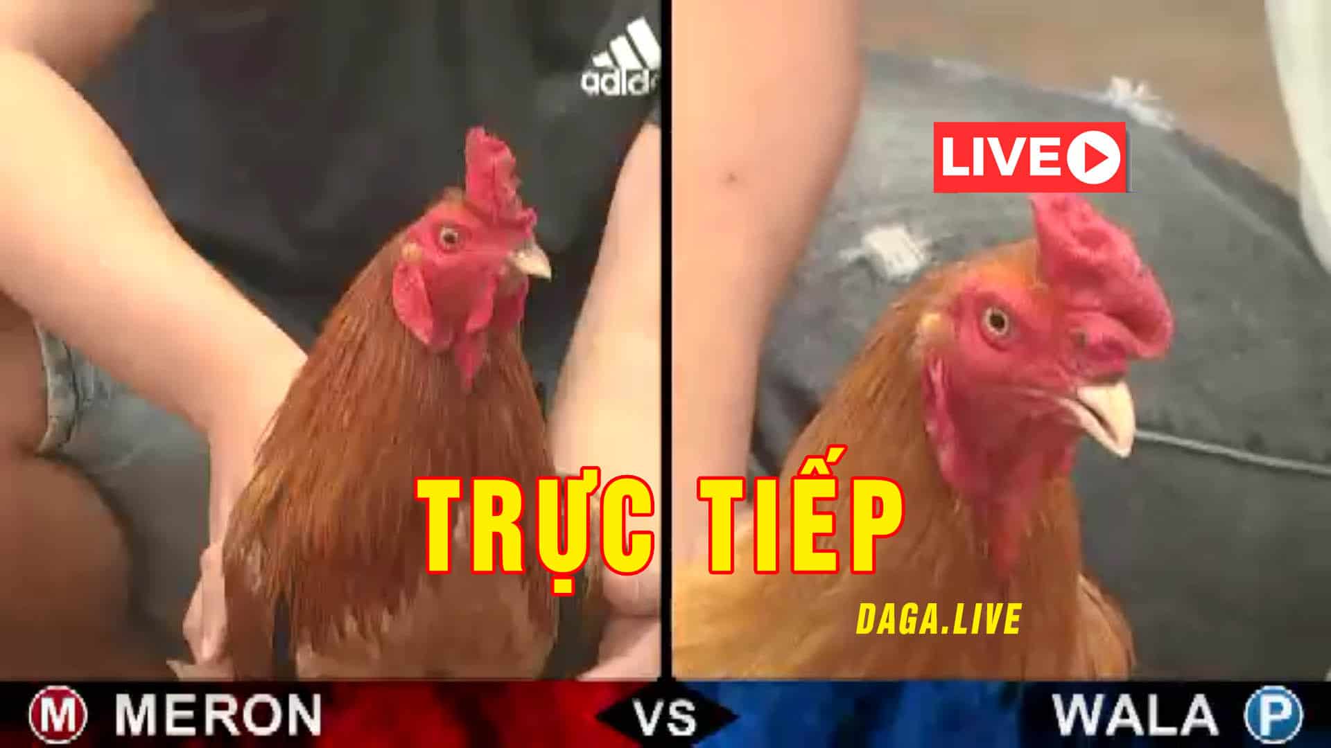 Nhan uu dai khi ca cuoc da ga Thomo 