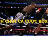 ca cuoc boxing w88